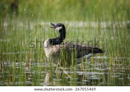Canada goose (branta canadensis) in Algonquin Provincial Park