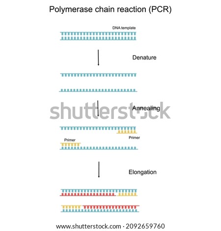 The Polymerase Chain Reaction (PCR) step to Detect the target DNA 