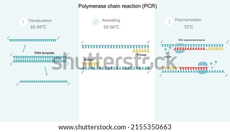 The Polymerase Chain Reaction (PCR) step to DNA detection that including Denaturation,Annealing and Polymerization. A picture represents important molecules and other conditions of the PCR reaction.  