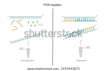 The PCR reaction of target and non-target gene in test tube that used DNA binding dye : SYBR Green for signal analysis by real time PCR machine