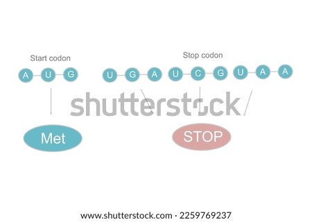 The 3 nucleotide sequence of start and stop codon that shows RNA sequence: AUG for start codon and UGA, AUC, UAA for stop codon and showing of amino acid that was translated from start codon (UAG):Met