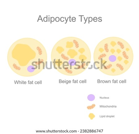 The type of fat cell or adipocyte (adipose cell) : White, Beige and Brown cells that shows different component, including Nucleus, Mitochondria and lipid droplet.