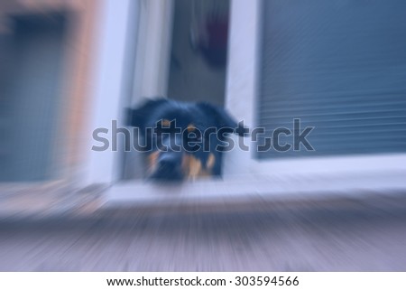 Nice blur dog watching the window on the street side