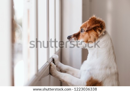cute small dog standing on two legs and looking away by the window searching or waiting for his owner. Pets indoors Stock foto © 