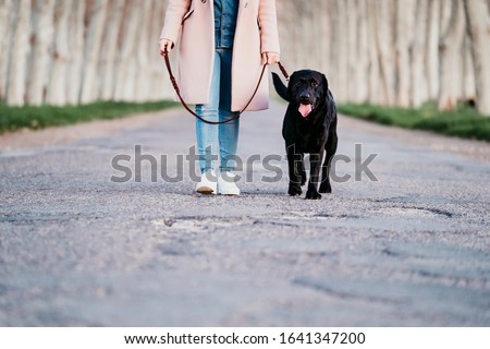 Similar – Image, Stock Photo unrecognizable young owner woman and her cute jack russell dog sitting at sunset outdoors