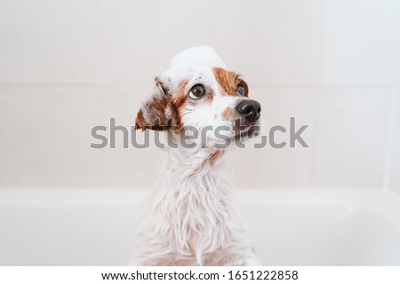 Similar – Image, Stock Photo Woman washing purebred puppy in bathroom