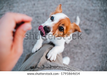 cute small jack russell terrier dog standing on two paws asking for treats to owner. Pets outdoors and lifestyle 商業照片 © 