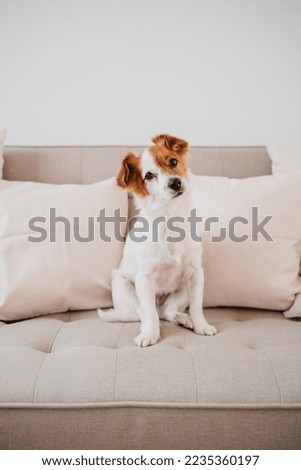 Similar – Foto Bild süßer kleiner Jack-Russell-Hund, der sich an einem sonnigen Tag auf dem Bett ausruht