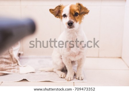 Similar – Image, Stock Photo cute lovely small dog wet in bathtub, clean dog. Woman washing her dog. Pets indoors