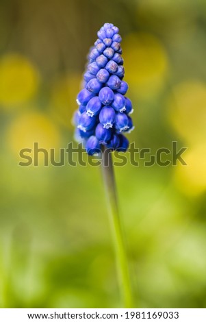 Similar – Image, Stock Photo Dreamy grape hyacinth