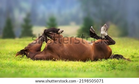 Similar – Image, Stock Photo Horses in the pasture in the early morning