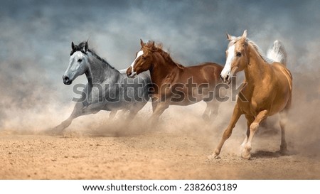 Similar – Foto Bild drei spielende Wildpferdfohlen im Grünen