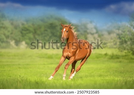 Similar – Image, Stock Photo Horses pasturing on meadow