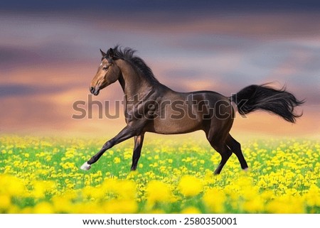 Similar – Image, Stock Photo Grass against sunset sky at seaside