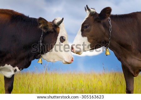Two beautiful cow with bells close up in pasture