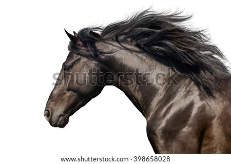 Similar – Image, Stock Photo Black Friesian horses in a pasture meadow in the Alps in the summer