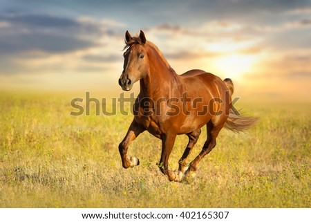 Similar – Image, Stock Photo Grass against sunset sky at seaside