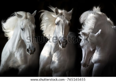 Similar – Image, Stock Photo white horse portrait