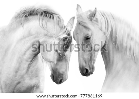 Similar – Image, Stock Photo beautiful white horse portrait