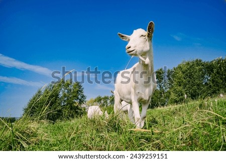 Similar – Image, Stock Photo Sheep graze in a misty paddock as the sun begins to rise