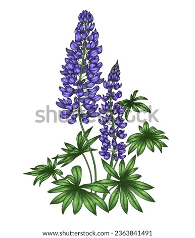 Similar – Image, Stock Photo lupine Lupin Flower Plant