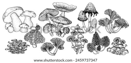 Vector set of 10 illustrations of forest edible and poisonous mushrooms. Fly agaric, porcini mushroom, chanterelles, honey mushrooms, morel, bamboo, common bonnet , Coprinus comatus, oyster mushrooms