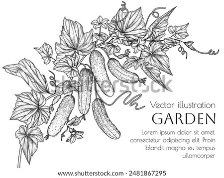 Vector illustration of a branch of cucumbers with leaves and flowers in engraving style