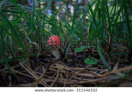 fairy-mushroom