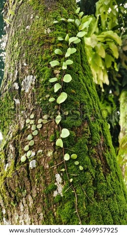 Similar – Image, Stock Photo Beautiful scale with plants in summer