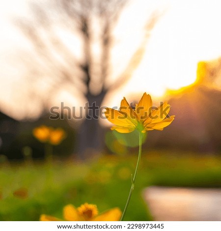 Image, Stock Photo Flowers in the evening sun