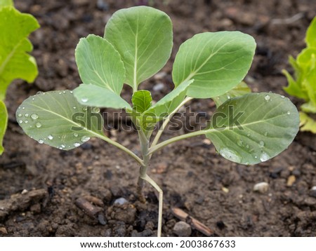 Similar – Foto Bild junger Kohlrabi im Beet