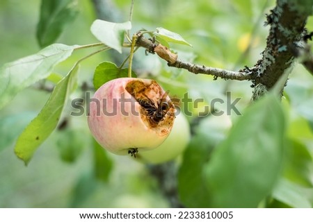 Similar – Image, Stock Photo hungry bumblebee
