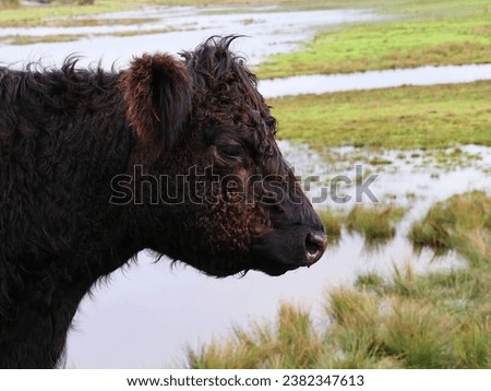 Similar – Image, Stock Photo Galloway beef nose and mouth