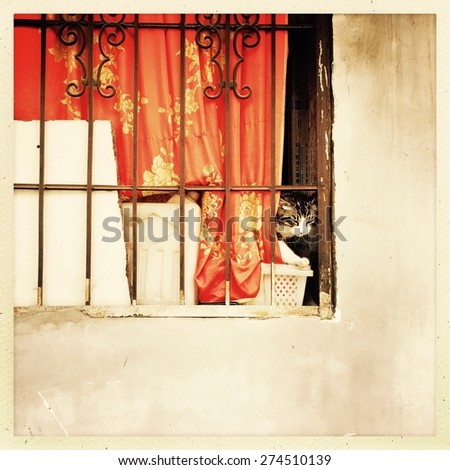 A cat behind a window on a street of Wuhan, China