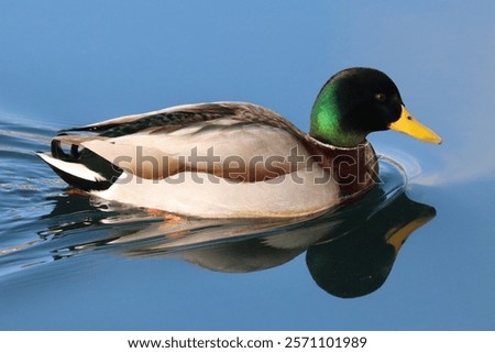 Similar – Image, Stock Photo Mallard duck floating in river water