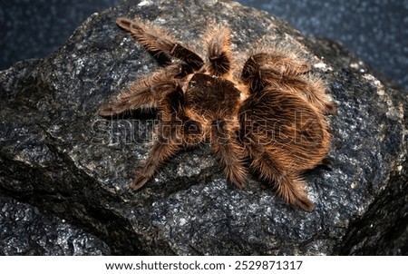 Similar – Image, Stock Photo Insect on hairy knee. To sting or not to sting, that is the question here.