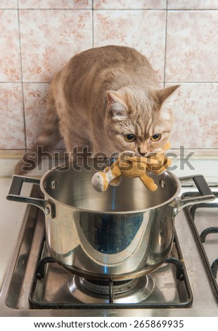 Cat  in casserole with steel a in the kitchen