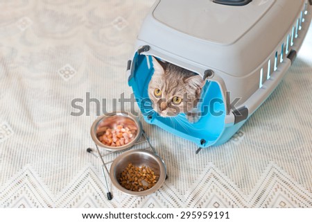 Cat inside pet carrier
