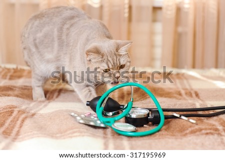 Cat playing with stethoscope on a coverlet on a bed (veterinary for pets concept)pt)