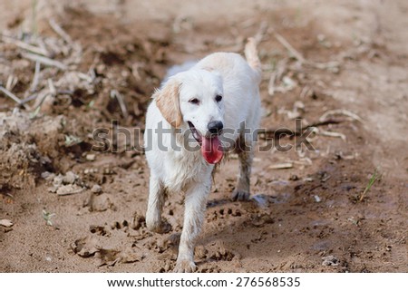 Dirty dog on the muddy ground