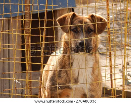 Dog behind a fence at animal shelter