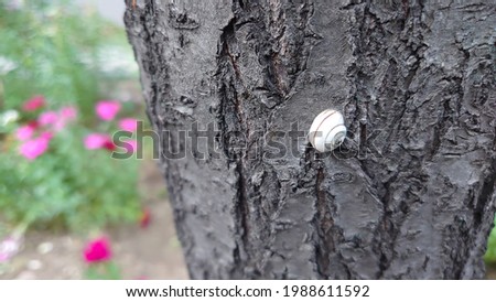 Young snail shell stuck on a tree trunk Imagine de stoc © 