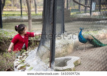 Similar – Foto Bild Kleinkind schaut Pfau an