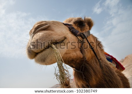 A camel chews on a bunch of grass in the Jordan Valley desert at Nabi Musa, a Muslim holy site near the West Bank town of Jericho.