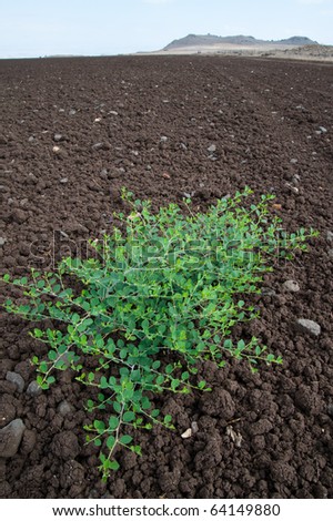 A plant grows in the middle of a freshly tilled field on an Israeli Jewish kibbutz communal farm.