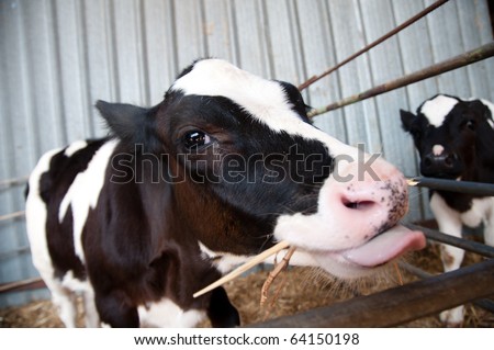 A black and white Holstein cow calf on a dairy farm in the Israeli agricultural community of Arbel.