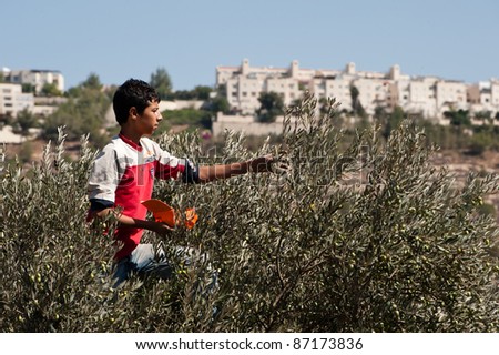AL-WALAJA, OCCUPIED PALESTINIAN TERRITORIES - OCTOBER 14: An unidentified  Palestinian youth picks olives in groves that will soon be blocked by the Israeli separation wall in Al-Walaja, West Bank, Oct. 14, 2011.