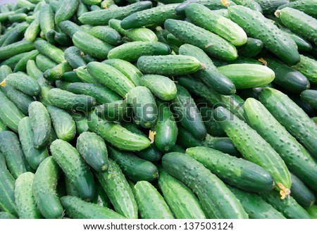 lots of fresh cucumbers. laid out on the counter on the market for sale.