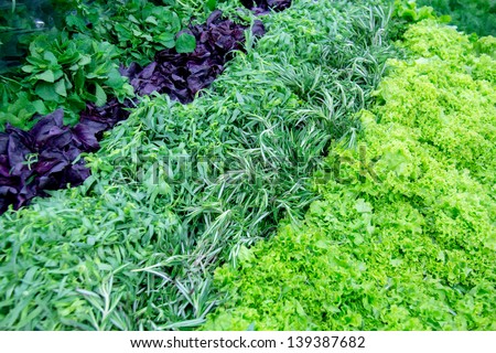 Fresh greens, lettuce, dill, parsley, oregano, basil, rosemary and Parsley on the counter market.