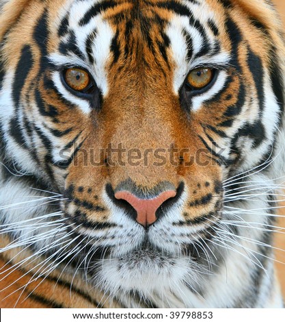 Close Up Of A Tiger Stock Photo 39798853 : Shutterstock